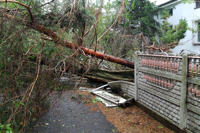 fallen tree into property